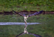 Osprey catching a fish in Aviemore, Scotland - 27 Jun 2012