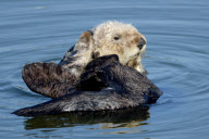 Sea Otter, Moss Landing, California, America - 07 Jun 2012