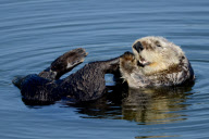 Sea Otter, Moss Landing, California, America - 07 Jun 2012