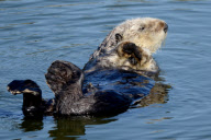 Sea Otter, Moss Landing, California, America - 07 Jun 2012