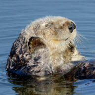 Sea Otter, Moss Landing, California, America - 07 Jun 2012