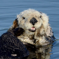 Sea Otter, Moss Landing, California, America - 07 Jun 2012