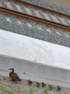 Achtung Zug kommt - Entenfamilie nimmt gefährlichen Weg über Bahngleise
