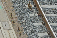 Achtung Zug kommt - Entenfamilie nimmt gefährlichen Weg über Bahngleise