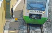 Achtung Zug kommt - Entenfamilie nimmt gefährlichen Weg über Bahngleise