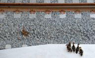 Achtung Zug kommt - Entenfamilie nimmt gefährlichen Weg über Bahngleise