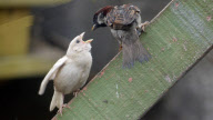 Junger Albino Spatz wird von einem Elternteil gefüttert