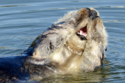 Sea Otter, Moss Landing, California, America - 07 Jun 2012