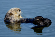 Sea Otter, Moss Landing, California, America - 07 Jun 2012