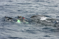 Sir Richard Branson swimming with whale sharks, Cancun, Mexico - 09 Jul 2012