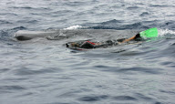 Sir Richard Branson swimming with whale sharks, Cancun, Mexico - 09 Jul 2012