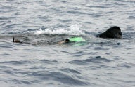 Sir Richard Branson swimming with whale sharks, Cancun, Mexico - 09 Jul 2012