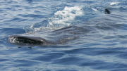 Sir Richard Branson swimming with whale sharks, Cancun, Mexico - 09 Jul 2012