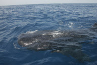 Sir Richard Branson swimming with whale sharks, Cancun, Mexico - 09 Jul 2012