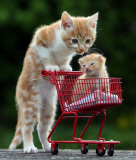 8-week-old kitten pushes 2-week-old kitten around in a toy shopping trolley, Exeter, Devon, Britain - 12 Jul 2012