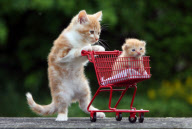 8-week-old kitten pushes 2-week-old kitten around in a toy shopping trolley, Exeter, Devon, Britain - 12 Jul 2012