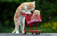 8-week-old kitten pushes 2-week-old kitten around in a toy shopping trolley, Exeter, Devon, Britain - 12 Jul 2012