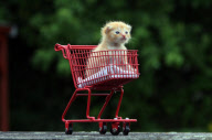 8-week-old kitten pushes 2-week-old kitten around in a toy shopping trolley, Exeter, Devon, Britain - 12 Jul 2012