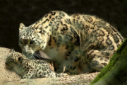Schneeleopardenbabies Azizi, Aditi und Aruna im Zoo Wuppertal