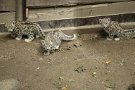 Schneeleopardenbabies Azizi, Aditi und Aruna im Zoo Wuppertal