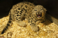 Schneeleopardenbaby Aditi im Zoo Wuppertal