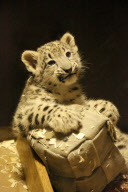 Schneeleopardenbaby im Zoo Wuppertal
