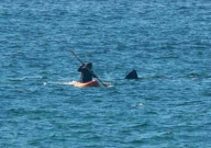 Surfer begegnen einem Riesenhai an der Küste von Gwenva in Cornwall