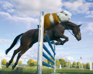 Guinea Pig Games 2013 Calendar