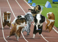 Guinea Pig Games 2013 Calendar