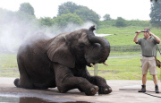 Elefant erfrischt sich im Safari Park von Bewdley