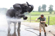 Elefant erfrischt sich im Safari Park von Bewdley