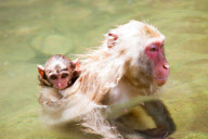 Japanese macaque, Jigokudani, Japan - 16 Jul 2012