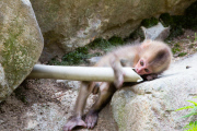 Japanese macaque, Jigokudani, Japan - 16 Jul 2012