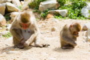 Japanese macaque, Jigokudani, Japan - 16 Jul 2012