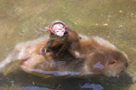 Japanese macaque, Jigokudani, Japan - 16 Jul 2012