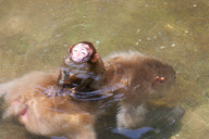 Japanese macaque, Jigokudani, Japan - 16 Jul 2012