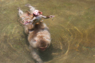 Japanese macaque, Jigokudani, Japan - 16 Jul 2012