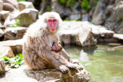 Japanese macaque, Jigokudani, Japan - 16 Jul 2012