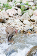 Japanese macaque, Jigokudani, Japan - 16 Jul 2012