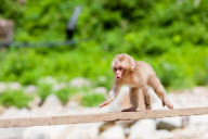 Japanese macaque, Jigokudani, Japan - 16 Jul 2012
