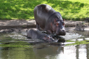 Baby Hippopotamus takes Hula takes first swim in outside pool at Whipsnade Zoo, Bedfordshire, Britain - 30 Jul 2012