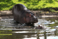 Baby Hippopotamus takes Hula takes first swim in outside pool at Whipsnade Zoo, Bedfordshire, Britain - 30 Jul 2012