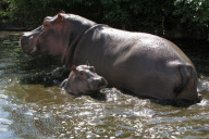 Baby Hippopotamus takes Hula takes first swim in outside pool at Whipsnade Zoo, Bedfordshire, Britain - 30 Jul 2012