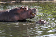 Baby Hippopotamus takes Hula takes first swim in outside pool at Whipsnade Zoo, Bedfordshire, Britain - 30 Jul 2012