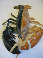 ME: ODD-COLORED LOBSTERS FOUND IN MAINE 