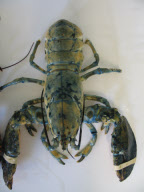 ME: ODD-COLORED LOBSTERS FOUND IN MAINE 