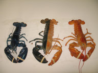 ME: ODD-COLORED LOBSTERS FOUND IN MAINE 