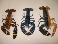 ME: ODD-COLORED LOBSTERS FOUND IN MAINE 