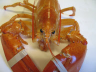 ME: ODD-COLORED LOBSTERS FOUND IN MAINE 
