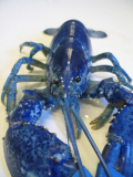 ME: ODD-COLORED LOBSTERS FOUND IN MAINE 